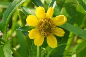 Attēlu rezultāti vaicājumam “Bidens cernua flower”