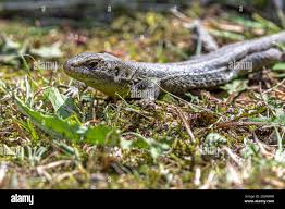 Attēlu rezultāti vaicājumam “Lacerta agilis female”