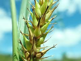 Attēlu rezultāti vaicājumam “Carex atherodes”
