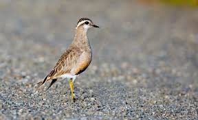 Image result for Charadrius asiaticus