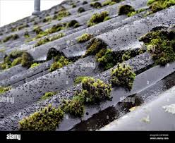 Attēlu rezultāti vaicājumam “Orthotrichum speciosum sporophyte”