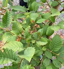 Attēlu rezultāti vaicājumam “Alnus”