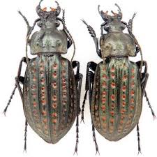 Attēlu rezultāti vaicājumam “Carabus clathratus”