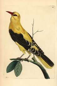 Attēlu rezultāti vaicājumam “Oriolus oriolus”