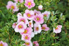 Attēlu rezultāti vaicājumam “Pentaphylloides fruticosa flower”