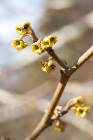 Attēlu rezultāti vaicājumam “Hamamelis virginiana flower”
