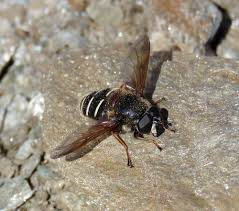 Attēlu rezultāti vaicājumam “Sericomyia lappona”