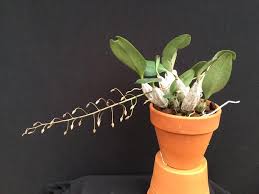 Attēlu rezultāti vaicājumam “Didymium aggregatum macro”