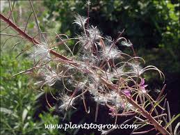 Attēlu rezultāti vaicājumam “Epilobium angustifolium fruit”