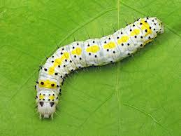 Attēlu rezultāti vaicājumam “Diloba caeruleocephala”