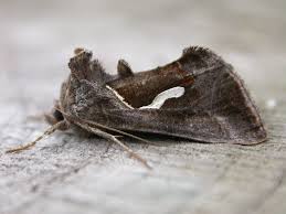 Attēlu rezultāti vaicājumam “Aphis confusa”