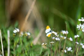 Attēlu rezultāti vaicājumam “Anthocharis cardamines male”