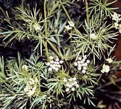 Attēlu rezultāti vaicājumam “Carum carvi flower”