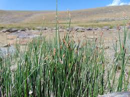Attēlu rezultāti vaicājumam “Eleocharis palustris”