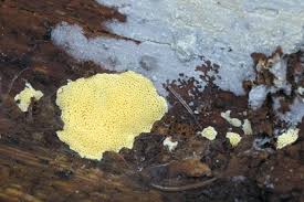 Attēlu rezultāti vaicājumam “Flaviporus citrinellus”