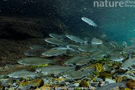 Image result for Salvelinus malma