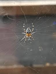 Attēlu rezultāti vaicājumam “Araneus diadematus juvenile”