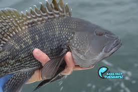 Image result for Centropristis striata