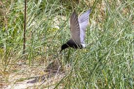 Attēlu rezultāti vaicājumam “Chlidonias niger eggs”
