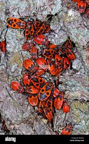 Attēlu rezultāti vaicājumam “Pyrrhocoris apterus imago”