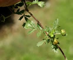 Attēlu rezultāti vaicājumam “Potentilla supina leaf”