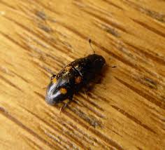 Attēlu rezultāti vaicājumam “Glischrochilus hortensis”