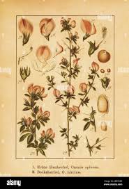 Attēlu rezultāti vaicājumam “Ononis arvensis leaf”