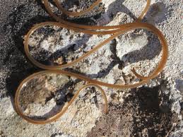 Attēlu rezultāti vaicājumam “Gordius aquaticus”