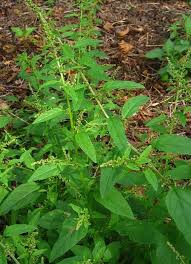 Attēlu rezultāti vaicājumam “Chenopodium polyspermum”