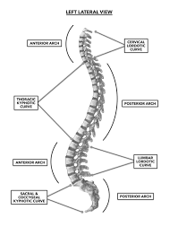 Image result for Curves