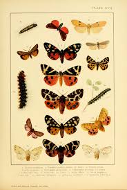 Attēlu rezultāti vaicājumam “Callimorpha dominula larva”