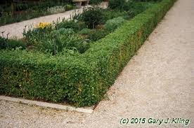 Attēlu rezultāti vaicājumam “Ribes alpinum”