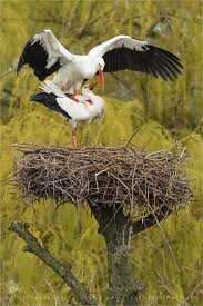 Attēlu rezultāti vaicājumam “Ciconia ciconia”