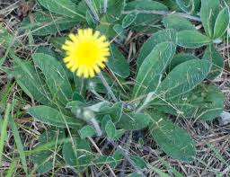 Image result for Hieracium pilosella