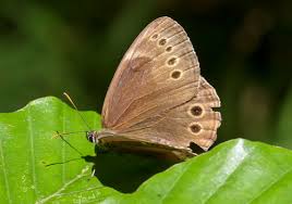 Attēlu rezultāti vaicājumam “Lopinga achine”