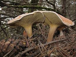 Attēlu rezultāti vaicājumam “Suillus bovinus”