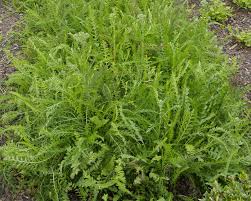 Image result for Filipendula vulgaris