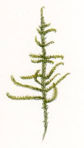 Attēlu rezultāti vaicājumam “Hypnum jutlandicum”