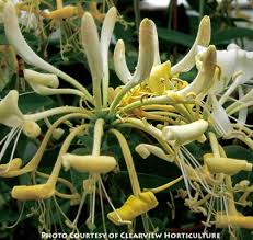 Attēlu rezultāti vaicājumam “Lonicera”