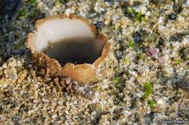 Attēlu rezultāti vaicājumam “Geopora arenicola”