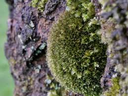 Attēlu rezultāti vaicājumam “Calliergonella cuspidata sporophyte”