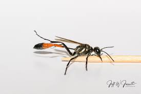 Attēlu rezultāti vaicājumam “Ammophila sp.”