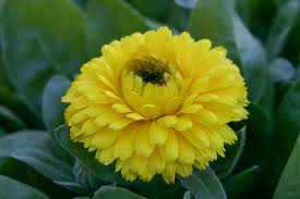 Attēlu rezultāti vaicājumam “Calendula officinalis”