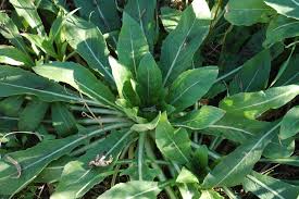 Attēlu rezultāti vaicājumam “Oenothera biennis leaf”