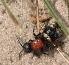 Attēlu rezultāti vaicājumam “Mutilla europaea”