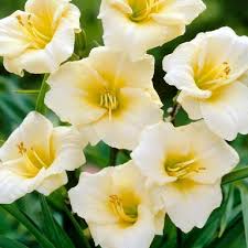 Attēlu rezultāti vaicājumam “Hemerobius perelegans”