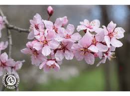 Attēlu rezultāti vaicājumam “Prunus cerasifera var. divaricata”