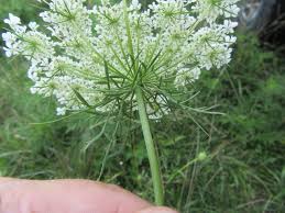 Attēlu rezultāti vaicājumam “Daucus carota subsp. carota leaf”