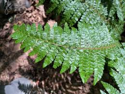 Attēlu rezultāti vaicājumam “Polystichum braunii”