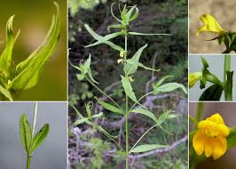 Attēlu rezultāti vaicājumam “Melampyrum sylvaticum”